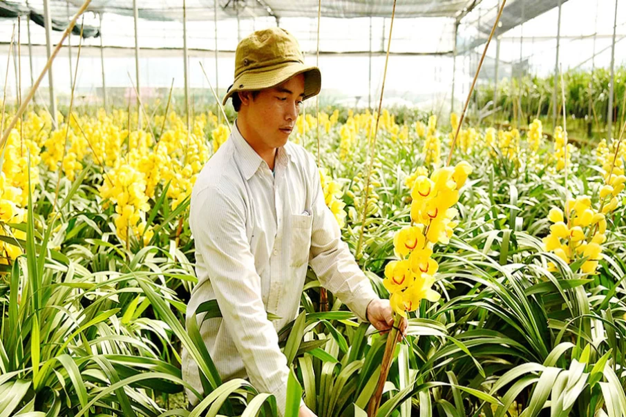 anh-quynh-orchid-farm