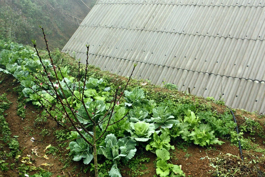 In A Vegetable Farm In Ta Seng