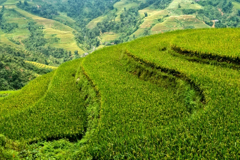 Rice Fields In Sa Seng