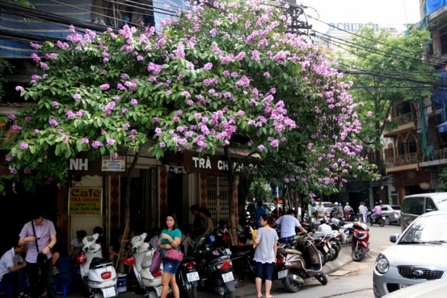 4-most-charming-summer-flowers-in-Hanoi2