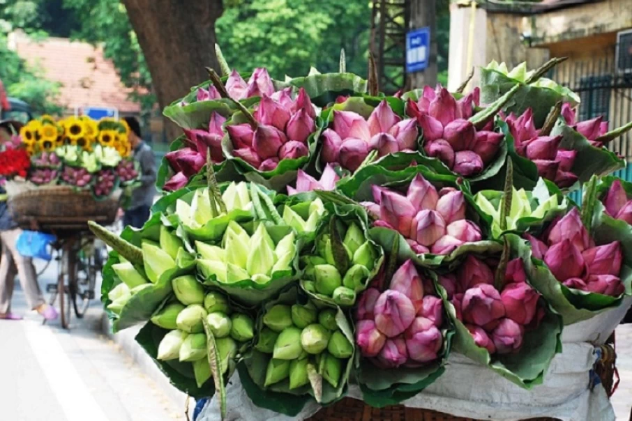 4-most-charming-summer-flowers-in-Hanoi3