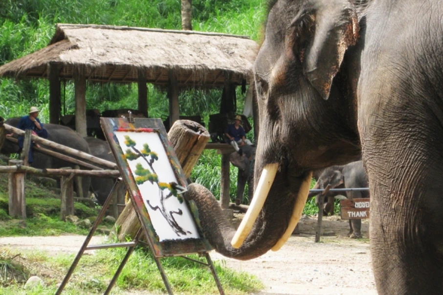 A-worthwhile-trip-Elephant-camp-tour