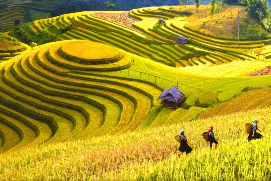 Terraced-fields-Sapa-in-the-top-11-most-beautiful-in-the-world