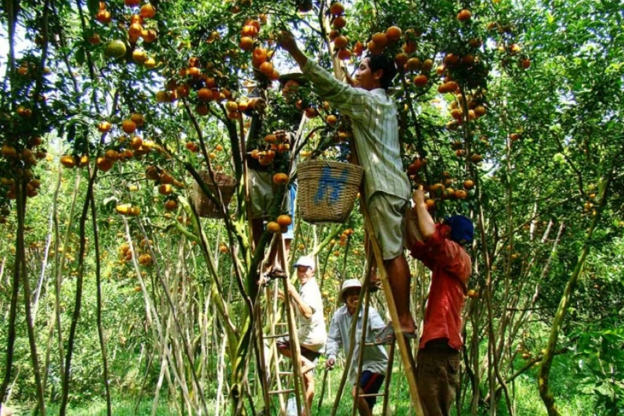 The-3-largest-fruit-orchards-in-Mekong-Delta2