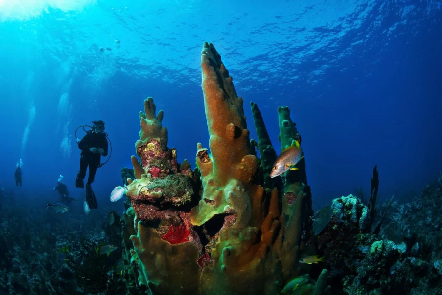 tourists-explore-the-worlds-most-beautiful-coral-reef-the-belize-barrier-reef