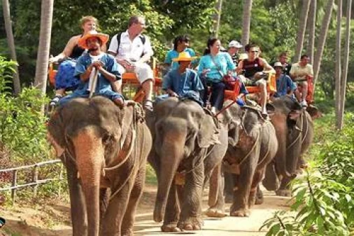Island Safari Tours & Elephant Trekking