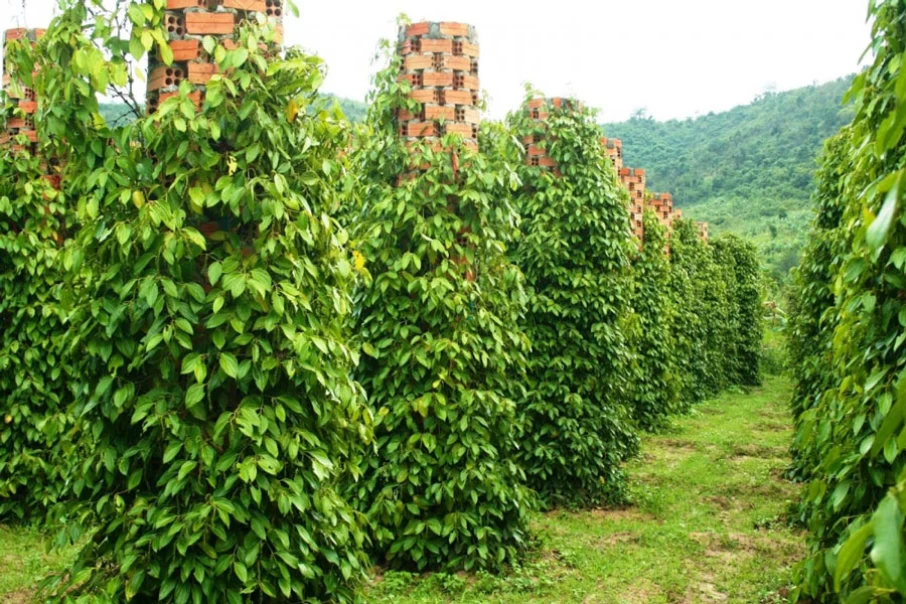 khu-tuong-pepper-garden1