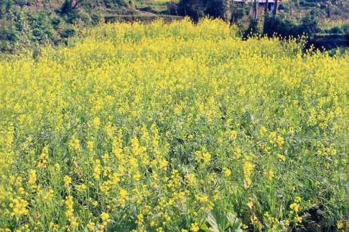 Ha Giang mustard greens flowers in December