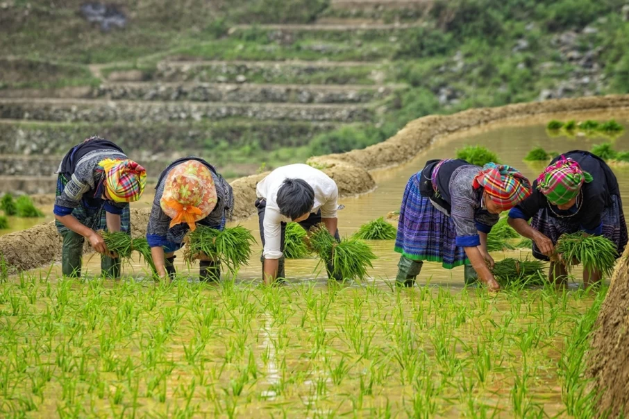 in-the-rice-planting-season