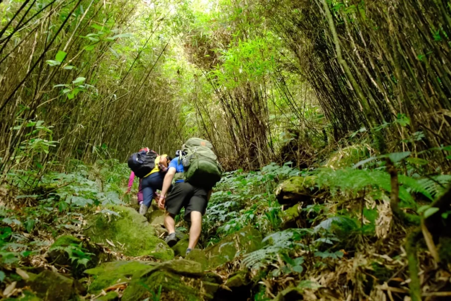 trek-through-a-bamboo-forest