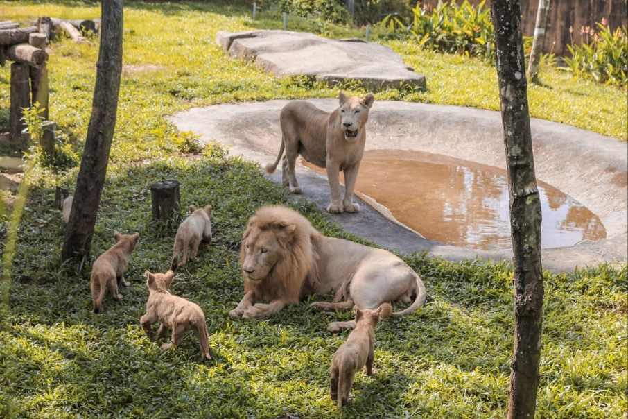 lions-in-vinpearl-safari