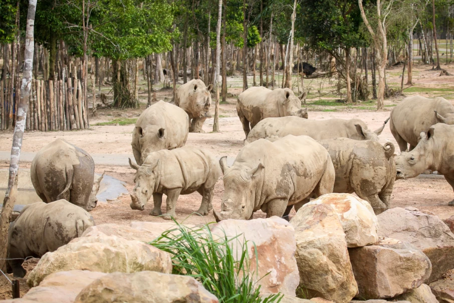 rhinos-in-vinpearl-safari