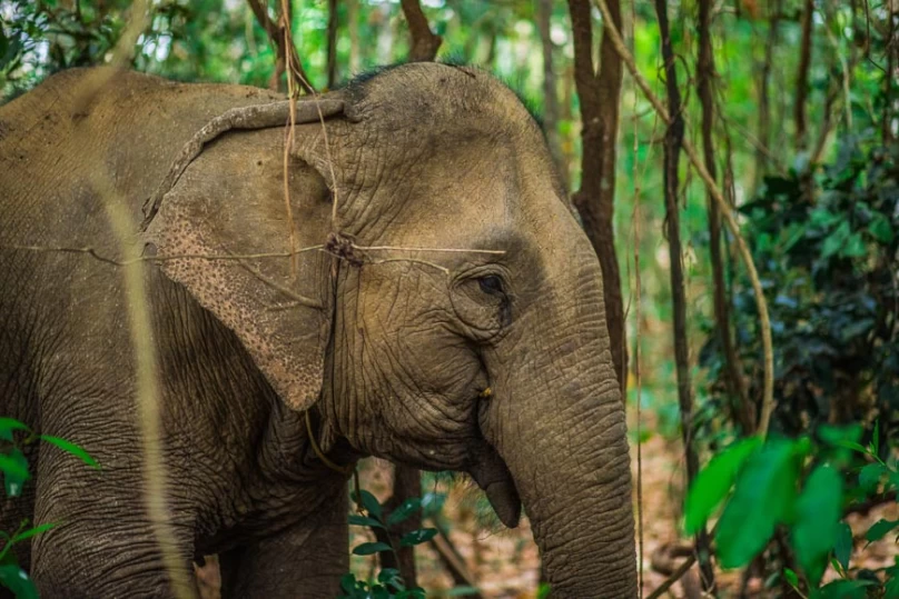 Explore Lak Lake and Elephant Care Adventure