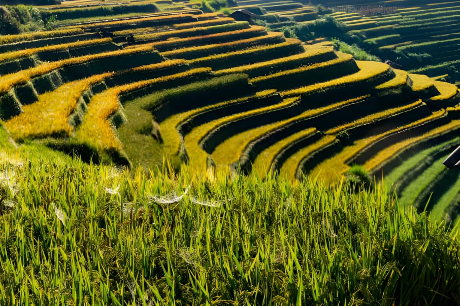 Admire the majestic rice terraces