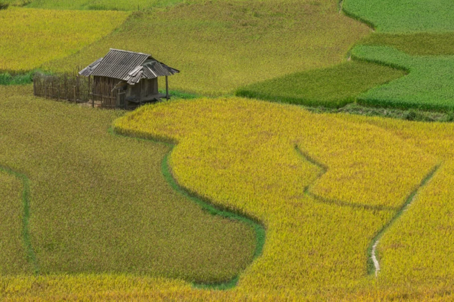 Golden Rice Fields
