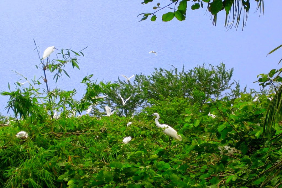 bang-lang-stork-sanctuary