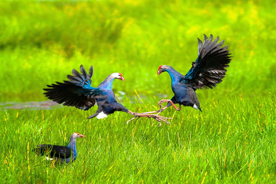 tram-chim-national-park-dong-thap