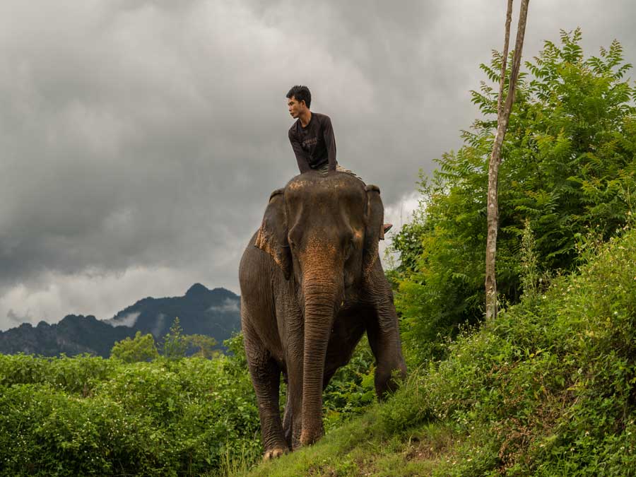 Elephant-Village-Sanctuary
