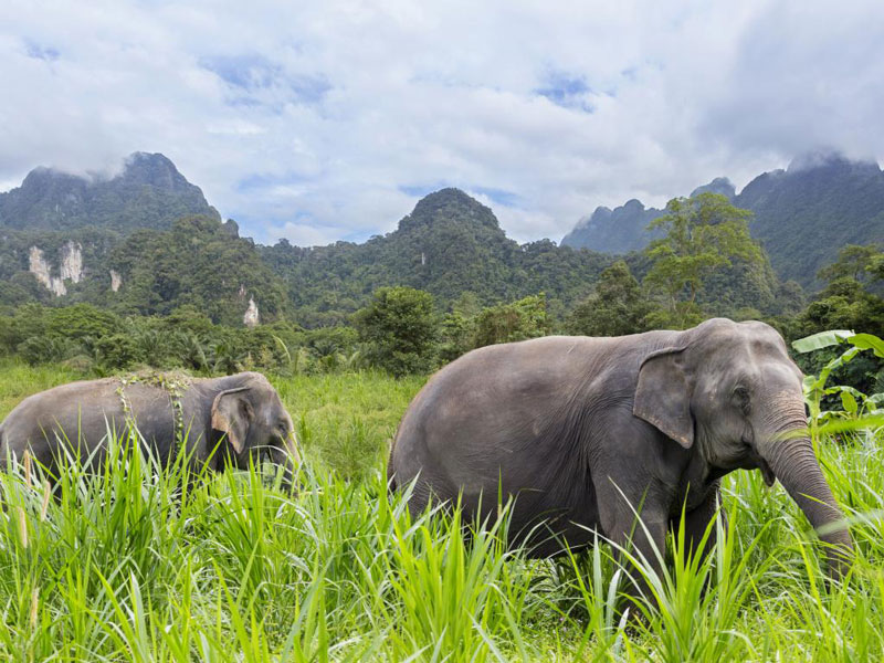 Jungle-Elephant-Safari1