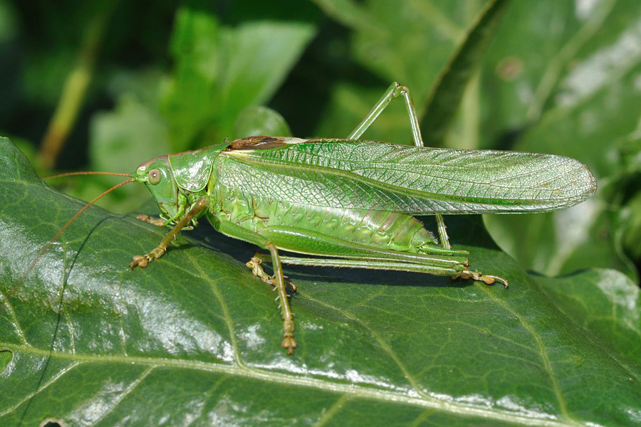 crickets-and-grasshoppers
