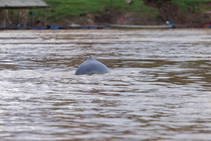 dolphin-habitat-site