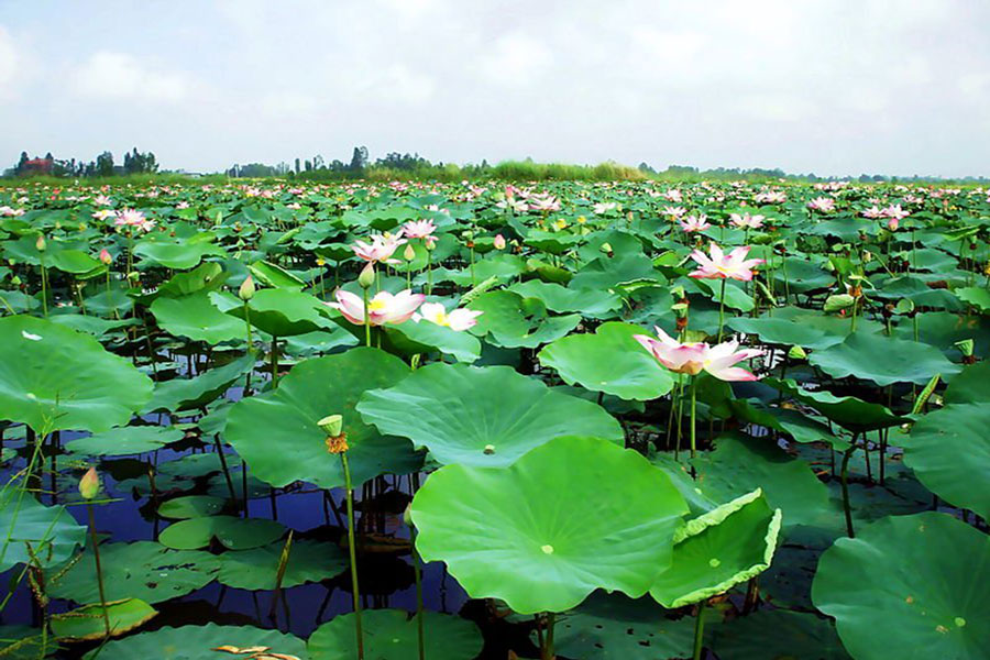 lotus-lakes