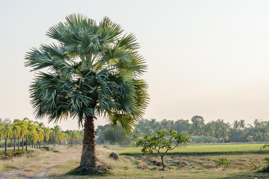 sugar-palm-village