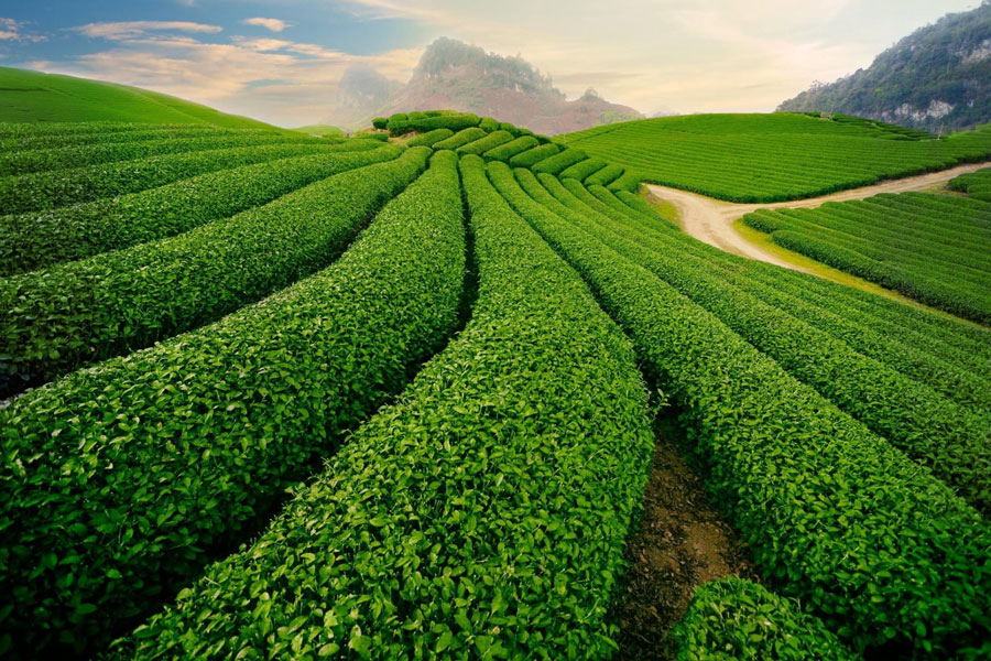 tan-cuong-tea-plantation