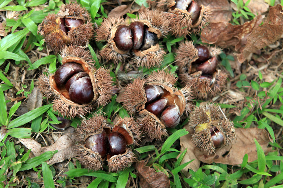 trung-khanh-chestnuts